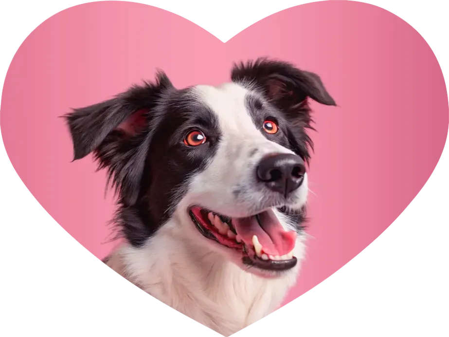 The final image is in the shape of a heart Image of a cat in the shape of a heart